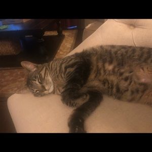 Meet your Posher, Lekshmi